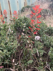 Castilleja subinclusa