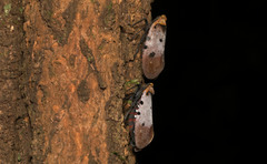 Penthicodes atomaria