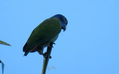 Pionus menstruus