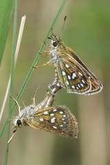 Piruna aea