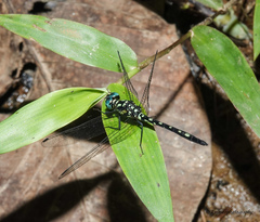 Phyllothemis eltoni