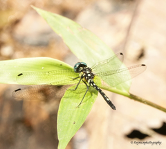 Phyllothemis eltoni