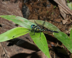 Phyllothemis eltoni