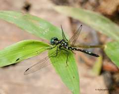 Phyllothemis eltoni