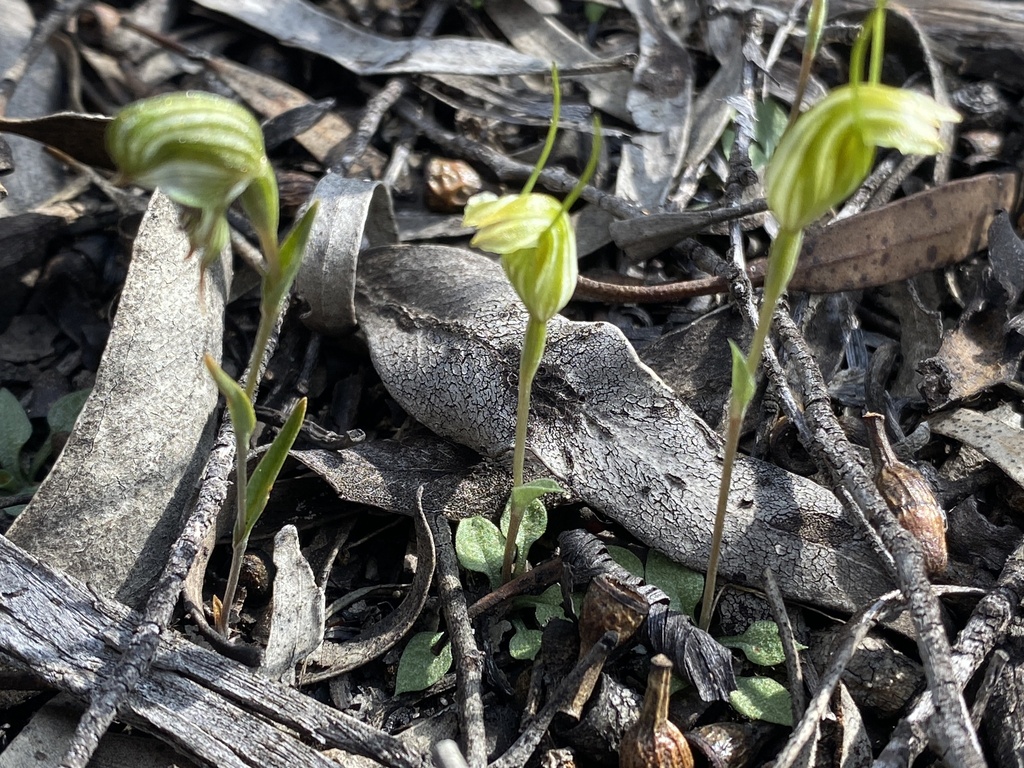 Pterostylis parva