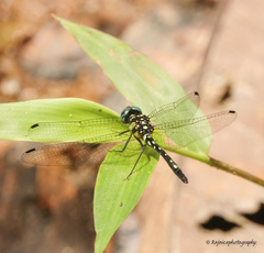 Phyllothemis eltoni