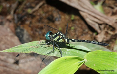 Phyllothemis eltoni