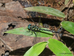 Phyllothemis eltoni