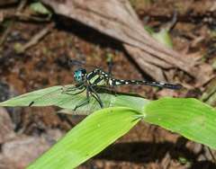 Phyllothemis eltoni