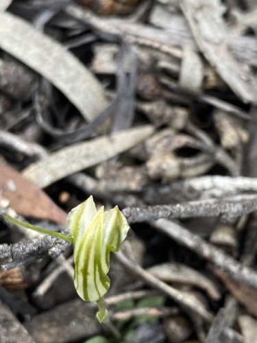 Image of Pterostylis parva by (c) John Van Den Nouwelant, some rights reserved (CC BY)