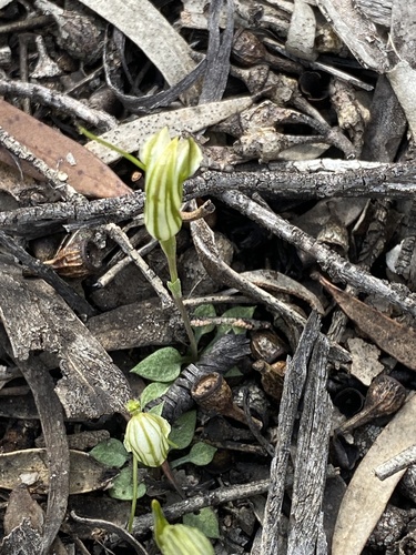 Image of Pterostylis parva by (c) John Van Den Nouwelant, some rights reserved (CC BY)