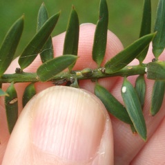 Madarococcus totarae
