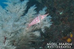 Oxycirrhites typus