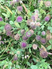 Trifolium barbigerum