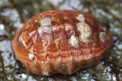 Tripoplax trifida