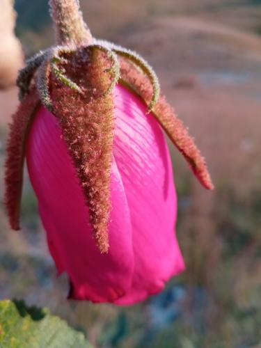 Andringitra macrantha image