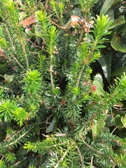 Erica vagans