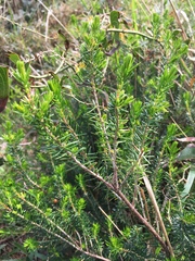 Erica vagans