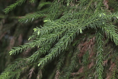 Cryptomeria
