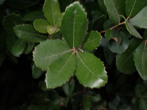 Image of Quercus phillyreoides by (c) W Rao, some rights reserved (CC BY)
