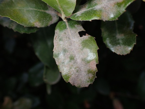 Erysiphe quercicola