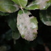 Erysiphe quercicola