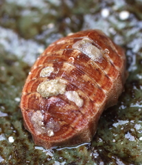 Tripoplax trifida