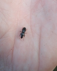 Clivina vagans