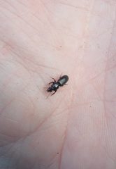 Clivina vagans