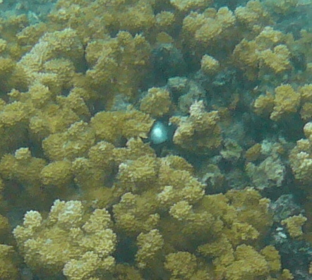 Valonia ventricosa observed 2011-11-19