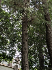 Chamaecyparis pisifera