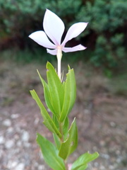 Catharanthus coriaceus image