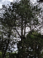 Chamaecyparis pisifera