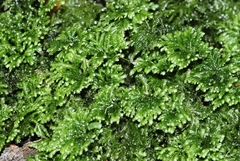 Hypopterygium didictyon