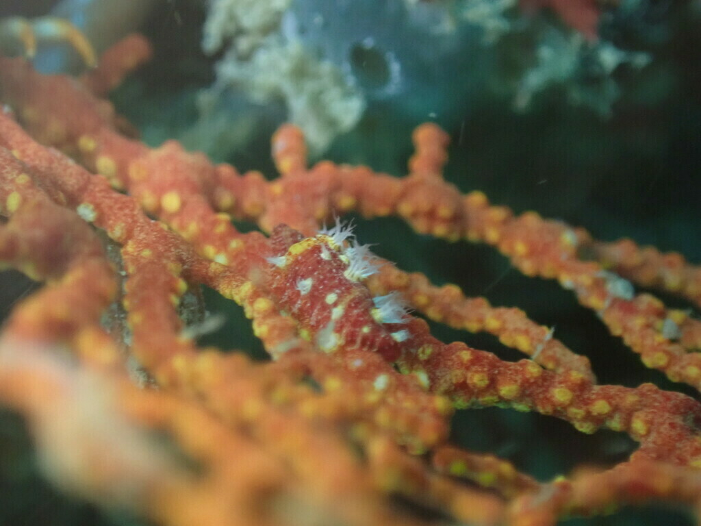 Prosimnia draconis