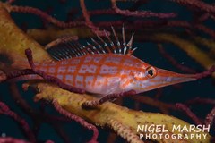 Oxycirrhites typus