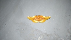 Pyrinioides sinuosus