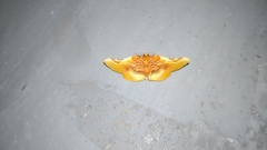 Pyrinioides sinuosus