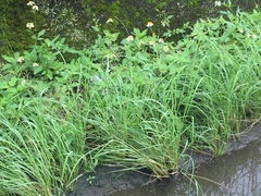 Eragrostis ferruginea