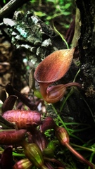 Aristolochia maxima
