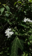 Cnidoscolus aconitifolius