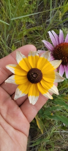 black-eyed Susan