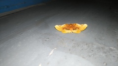 Pyrinioides sinuosus