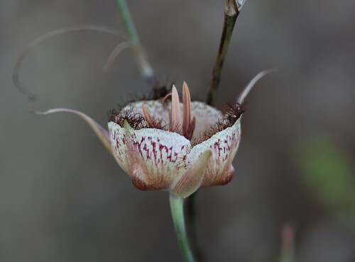 Image of Calochortus fimbriatus by (c) nmoorhatch, some rights reserved (CC BY)