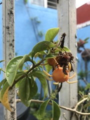 Pereskia