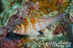 Cirrhitichthys falco