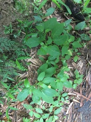 Physalis angulata