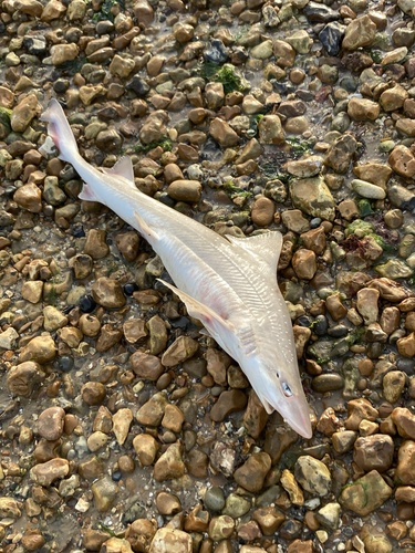 Mustelus asterias