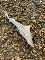 Mustelus asterias
