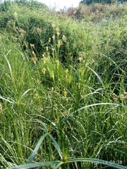 Cyperus longus